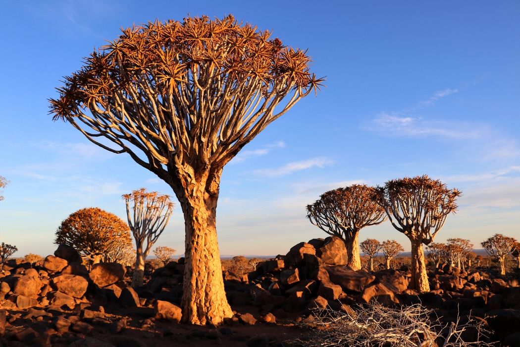 Namibia - plan na idealne wakacje