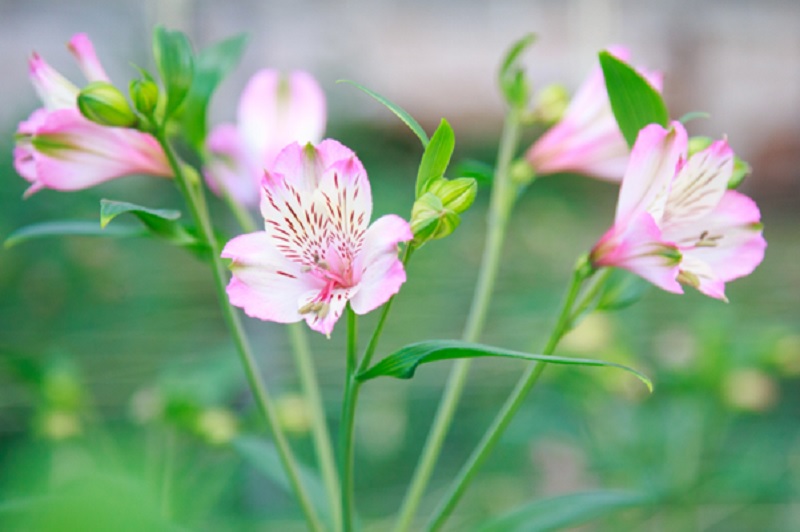 Lilia – roślina na eksponowane miejsca w ogrodzie