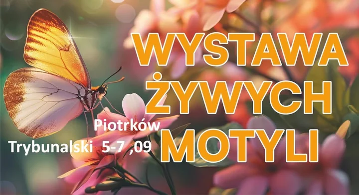 Obrazek przedstawia grafikę promocyjną wydarzenia Wystawa żywych motyli w Miejskim Ośrodku Kultury w Piotrkowie Trybunalskim