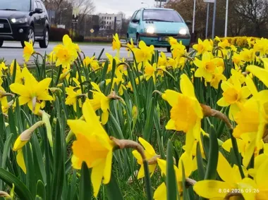 Piotrków rozkwita na dobre. Na ulicach i skwerach przybyło już ponad 100 tysięcy kwiatów