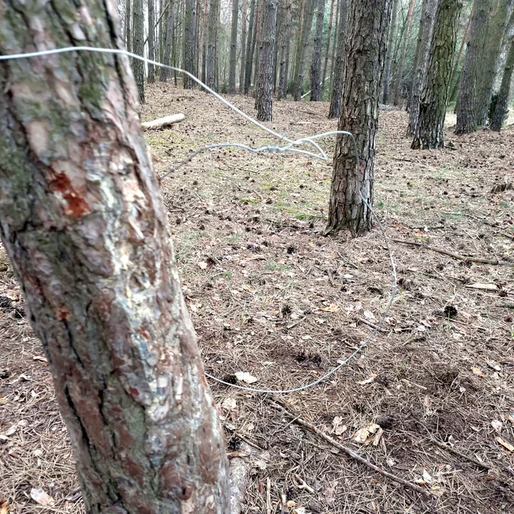 Wnyki wróciły do lasu - 76-latek wpadł w policyjną pułapkę