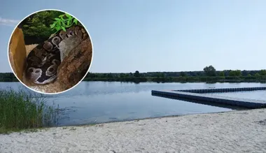 Dwa pytony królewskie na kąpielisku. 33-latka miała je na szyi