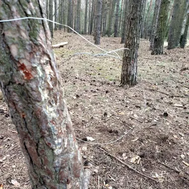 Wnyki wróciły do lasu - 76-latek wpadł w policyjną pułapkę