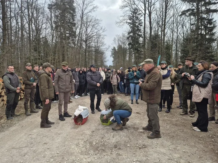Pod Moszczenicą posadzili 8 tysięcy drzew i oddali naturze dwa myszołowy