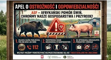 Afrykański pomór świń w powiecie piotrkowskim. Apel o odpowiedzialność w lasach i na polach